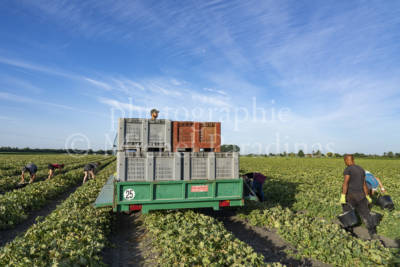 Récolte du melon, PANIER DES CHAMPS, Matthieu & Sebastien CHABIRAND
