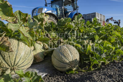 Récolte du melon, PANIER DES CHAMPS, Matthieu & Sebastien CHABIRAND