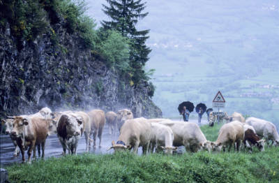 Dernière transhumance du siècle, Vielle-Aure.
Montée des vaches.
