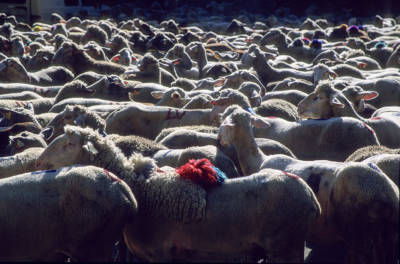 Transhumance mouton, dernière montée du XXe siècle, avec François Cascarre.