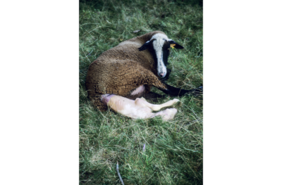 Dernière transhumance du siècle, Vielle-Aure.
Descente des moutons avec François Cascarre